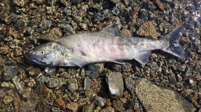 (사진 구성회 씨 제공)/뉴스펭귄