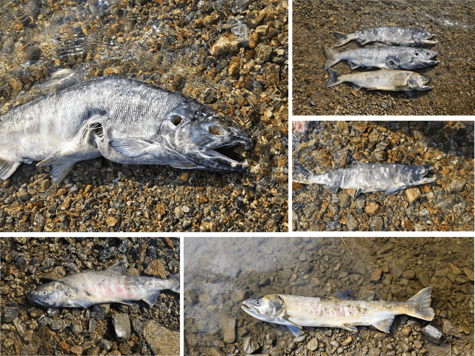 (사진 구성회 씨 제공)/뉴스펭귄