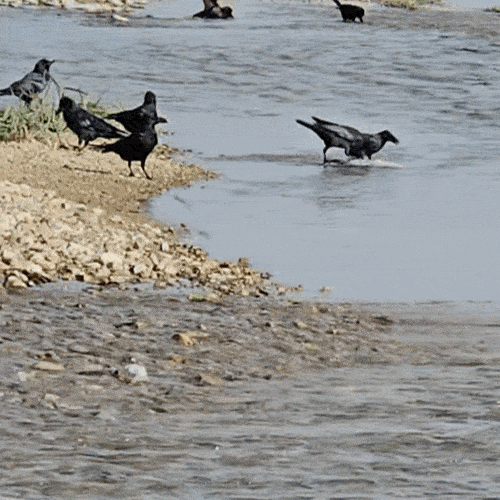 까마귀들이 연어 사체를 먹고 있다. (사진 구성회 씨 제공)/뉴스펭귄