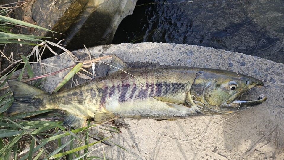 (사진 구성회 씨 제공)/뉴스펭귄