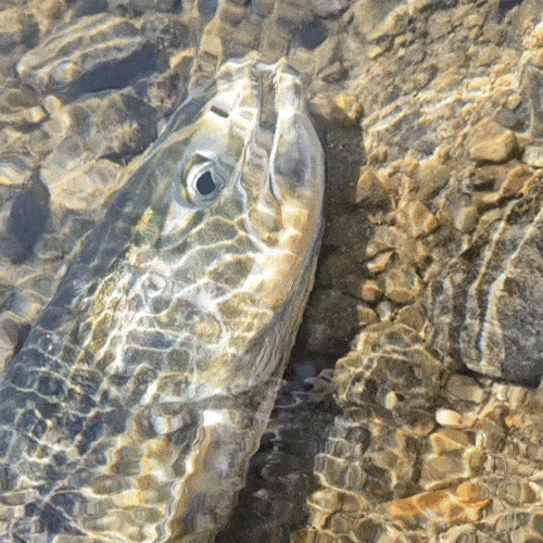 산란하지 못 하고 숨을 헐떡이는 수컷 연어. (사진 구성회 씨 제공)/뉴스펭귄