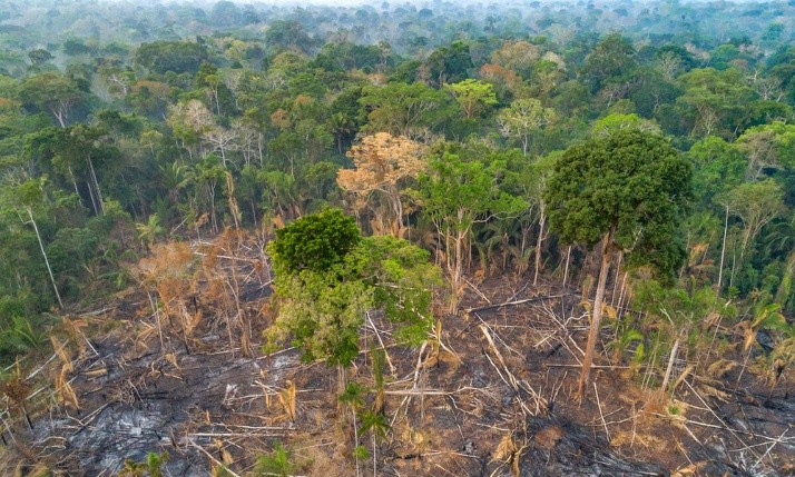 역사상 처음으로 브라질 아마존에서 유엔기후변화협약 당사국총회가 열린다. 사진은 아마존 열대우림 산림파괴 현장. (사진 WWF제공)/뉴스펭귄