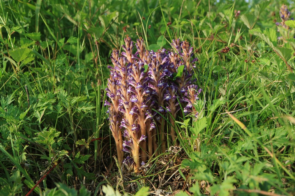 멸종위기 야생생물 Ⅱ급 ‘백양더부살이’. (사진 국립생물자원관)/뉴스펭귄