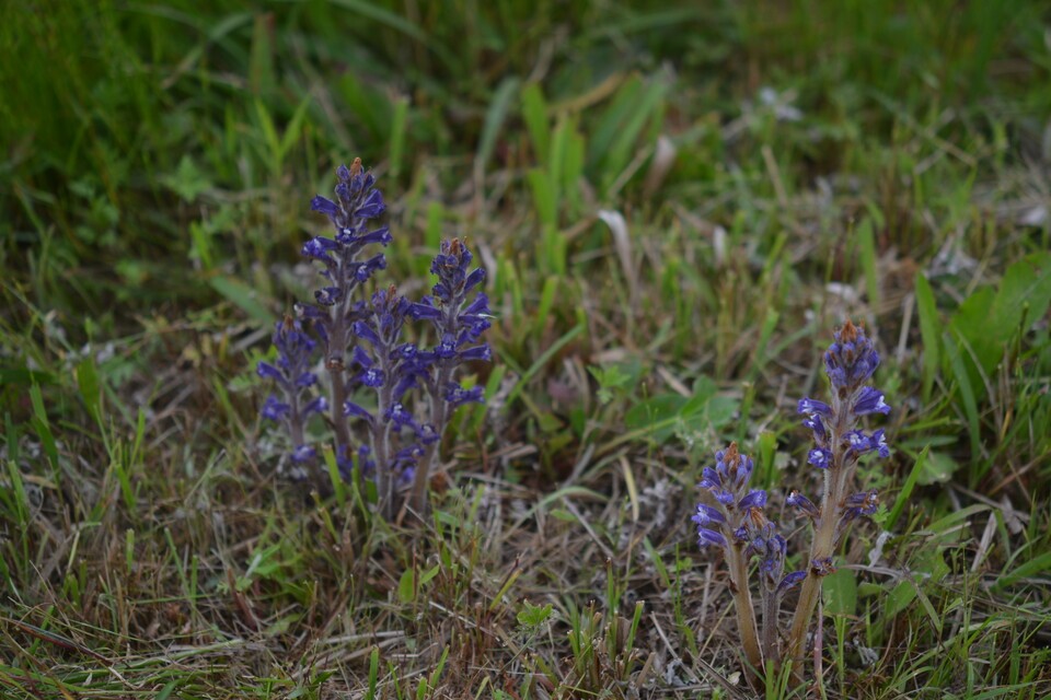 백양더부살이. (사진 국립생물자원관)/뉴스펭귄