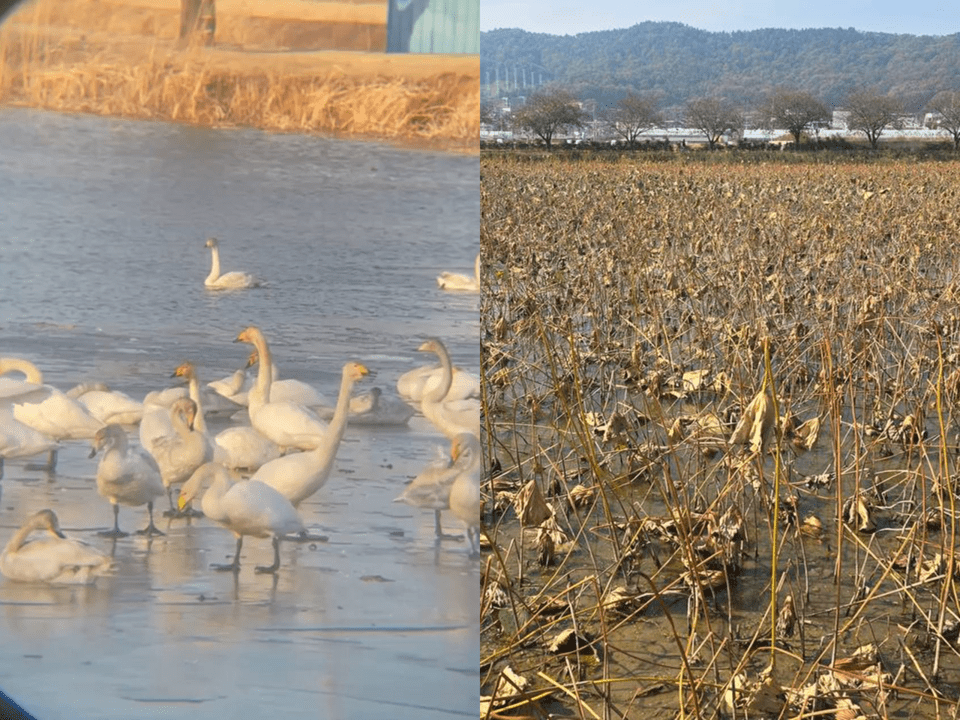 왼쪽-지난해 월동한 큰고니, 오른쪽-현재 물이 빠진 상태인 지산샛강생태공원 (사진 제보자 제공)/뉴스펭귄