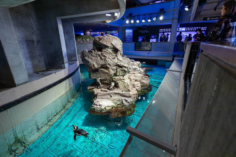 (사진 New England Aquarium)/뉴스펭귄