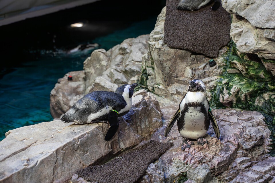 (사진 New England Aquarium)/뉴스펭귄