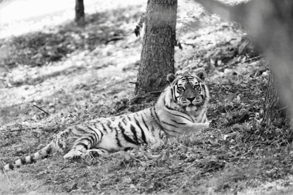 국내 최고령 백두산호랑이 ‘한청’이 20살의 나이로 생을 마감했다. (사진 국립백두대간수목원 홈페이지 갈무리)/뉴스펭귄