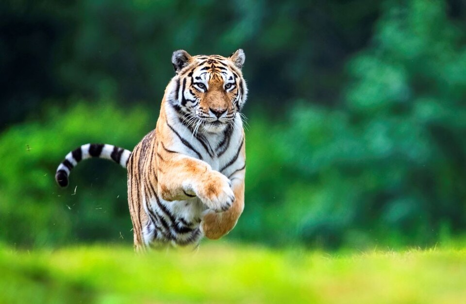 2005년 5월 8일 태어난 한청은 2017년 국립백두대간수목원으로 이사해 8년간 호랑이숲에서 생활해 왔다. (사진 국립백두대간수목원)/뉴스펭귄