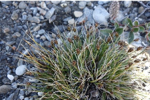 사진은 시리우스 파셋 지역 우점 식물 종 중 하나인 사초과 식물. (사진 극지연구소)