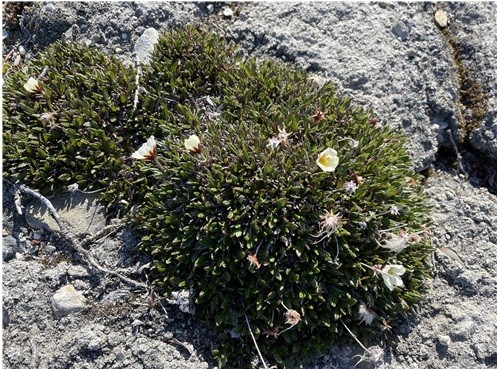 민담자리꽃나무. (사진 극지연구소)/뉴스펭귄