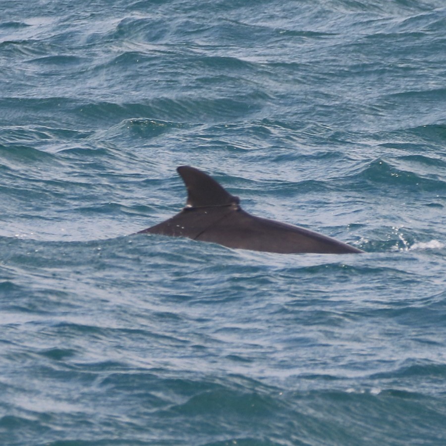 제주 바다에 사는 남방큰돌고래가 안전은 물론이고 생명까지 위협받고 있다는 지적이 꾸준히 제기된다. 사진은 돌고래 등지느러미에 낚시줄이 걸려있는 모습. (사진 핫핑크돌핀스)/뉴스펭귄