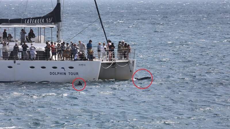 관광선박이 내는 소리가 돌고래에게 스트레스를 유발할 수 있다는 지적이 제기된다. (사진 핫핑크돌핀스)/뉴스펭귄