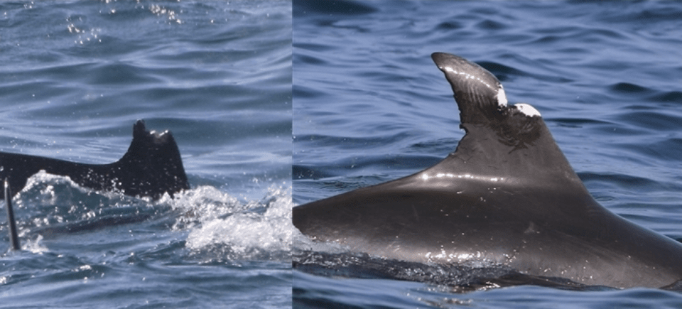 남방큰돌고래가 등지느러미에 상처를 입은 모습. 선박과의 충돌 등에 따른 것으로 추정된다. (사진 핫핑크돌핀스)/뉴스펭귄