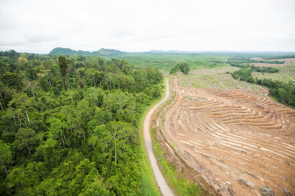 바이오연료 확대 정책이 팜유 수요를 급증시켜 산림 훼손 등으로 이어지고 있다는 주장도 나왔다. 사진은 독자 이해를 돕기 위한 이미지로 기사 속 특정 장소 등과 관계없음. (사진 클립아트코리아)/뉴스펭귄