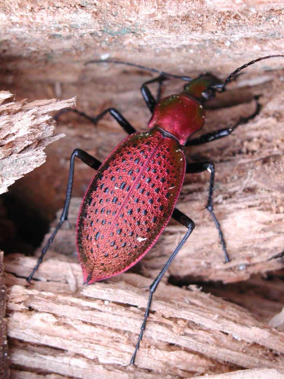 날개가 퇴화된 지표성 곤충 홍단딱정벌레. (사진 이강운 대기자)/뉴스펭귄