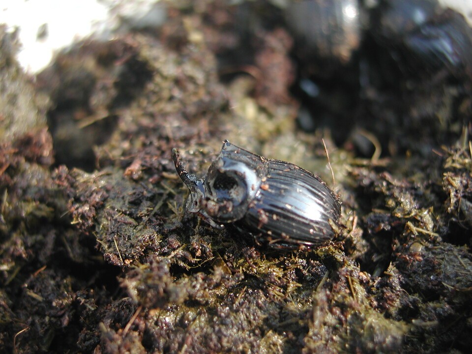 멸종위기종 애기뿔소똥구리 . (사진 이강운 대기자)/뉴스펭귄