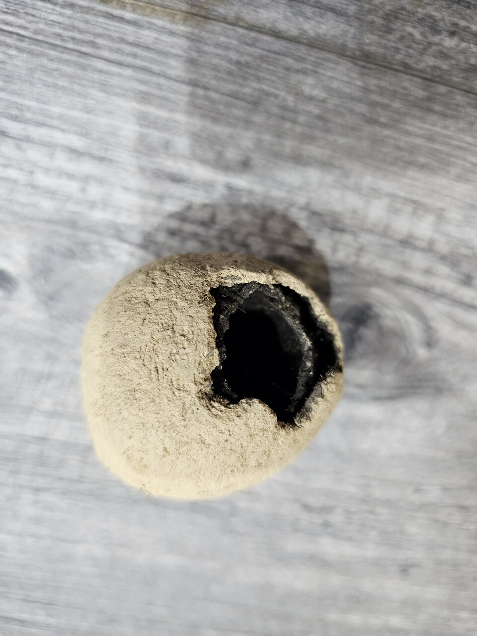 소똥구리 경단 내부. (사진 이강운 대기자)/뉴스펭귄