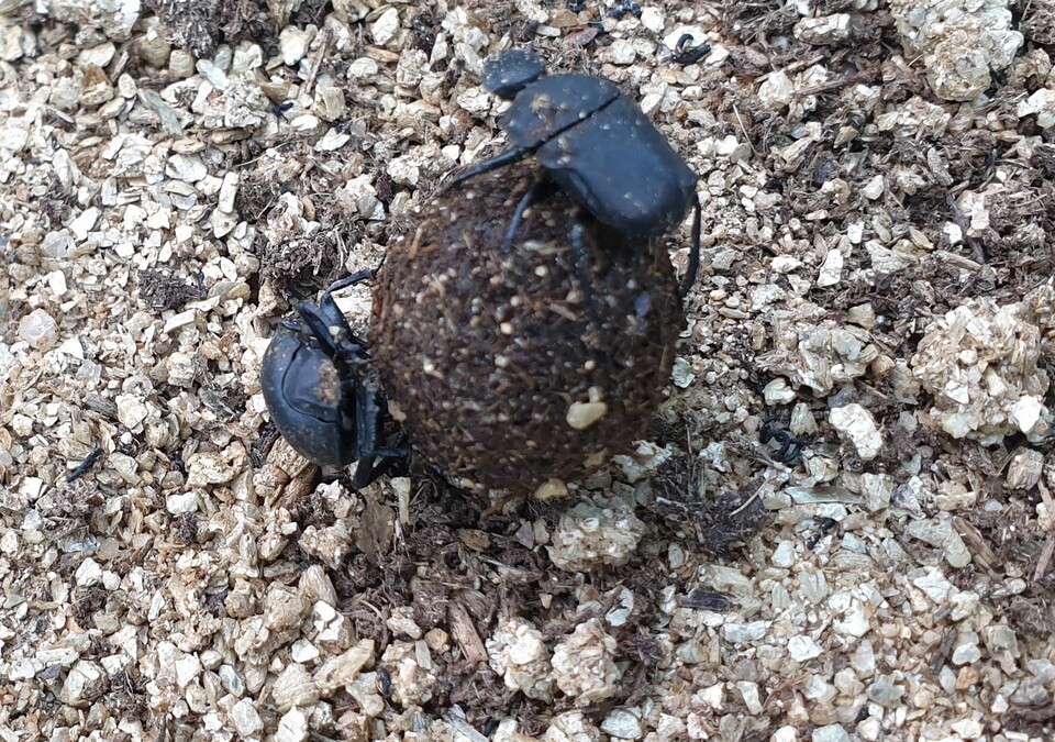 경단 굴리는 멸종위기종 소똥구리. (사진 이강운 대기자)/뉴스펭귄