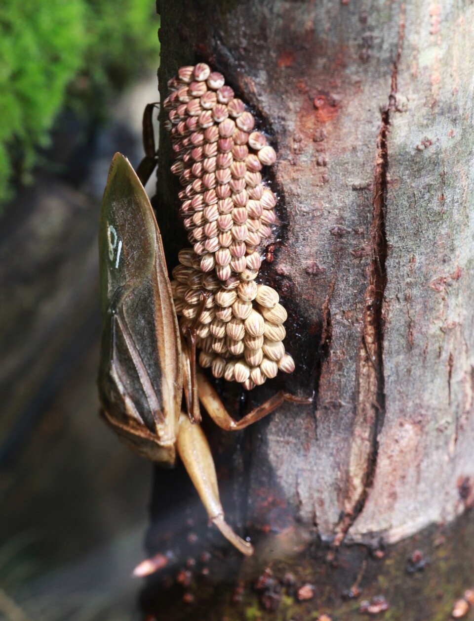알을 품고 있는 멸종위기종 물장군. (사진 이강운 대기자)/뉴스펭귄