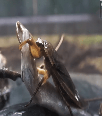 물고기 잡아먹는 물장군. (사진 이강운 대기자)/뉴스펭귄