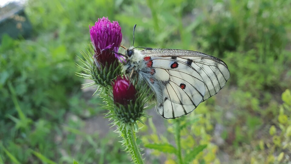 붉은점모시나비. (사진 이강운 대기자)/뉴스펭귄