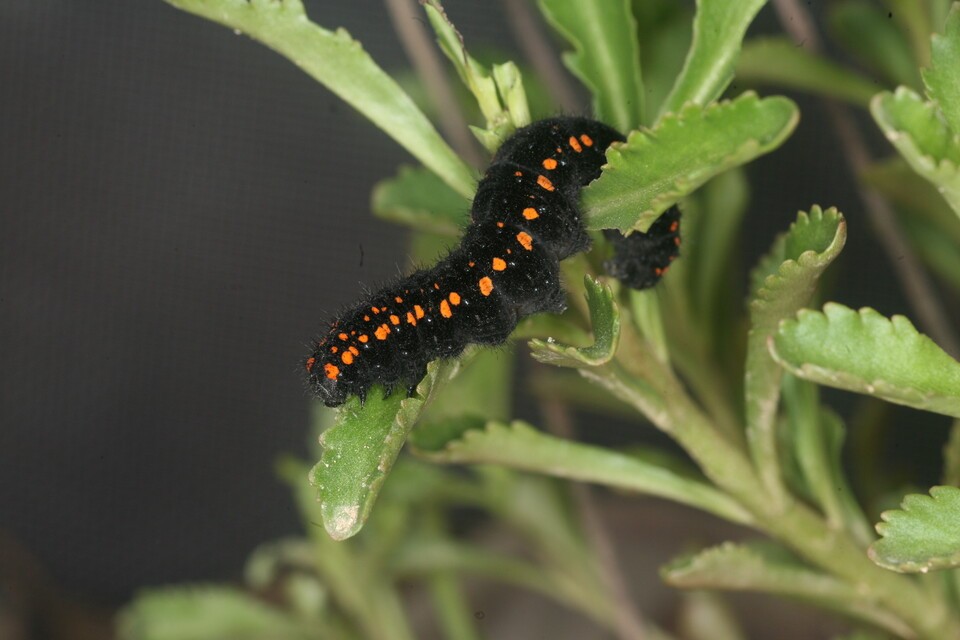붉은점모시나비 애벌레. (사진 이강운 대기자)/뉴스펭귄