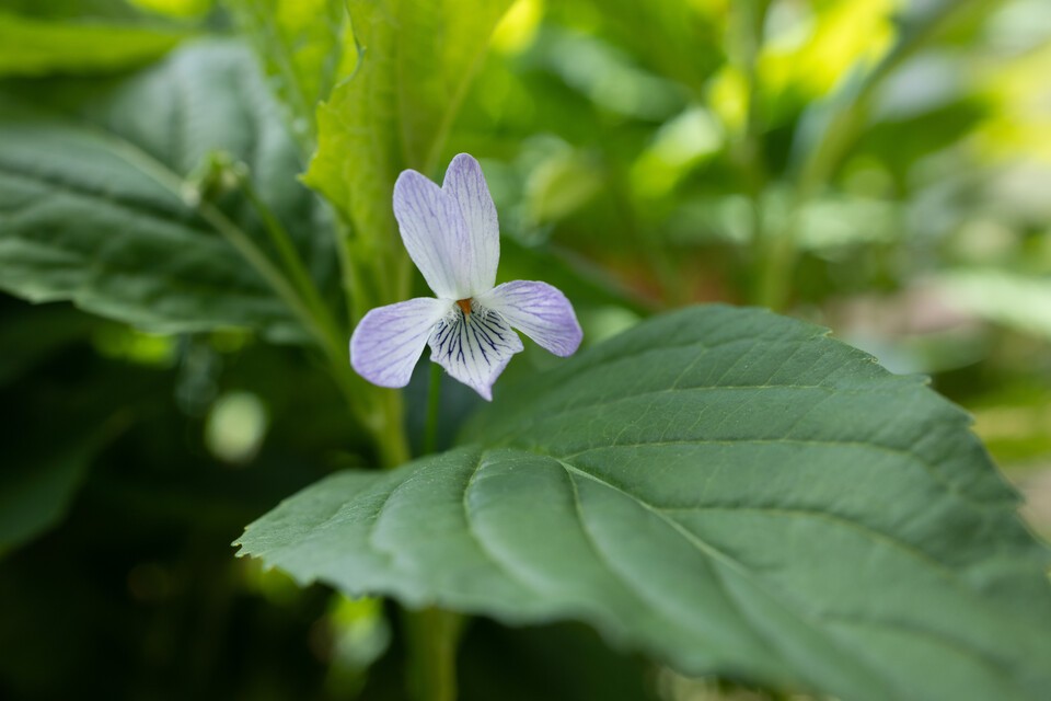 멸종위기 야생생물 Ⅱ급 ‘왕제비꽃’. (사진 국립생태원)/뉴스펭귄