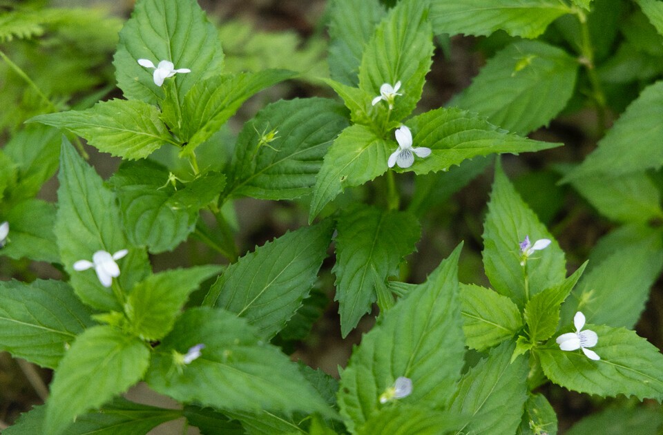 최대 생육지가 한반도인 왕제비꽃. (사진 국립생태원)/뉴스펭귄