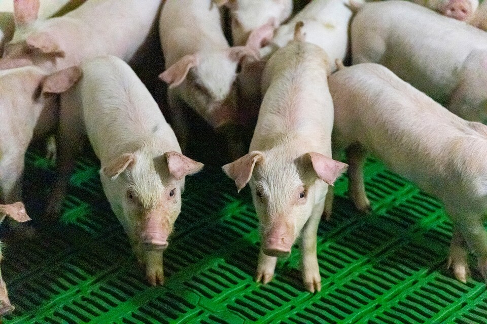 가축분뇨를 단순히 처리해야 할 환경 오염원에서 벗어나 재생에너지 자원으로 활용하려는 국가적 노력이 본격화되고 있다. (사진 클립아트코리아)/뉴스펭귄