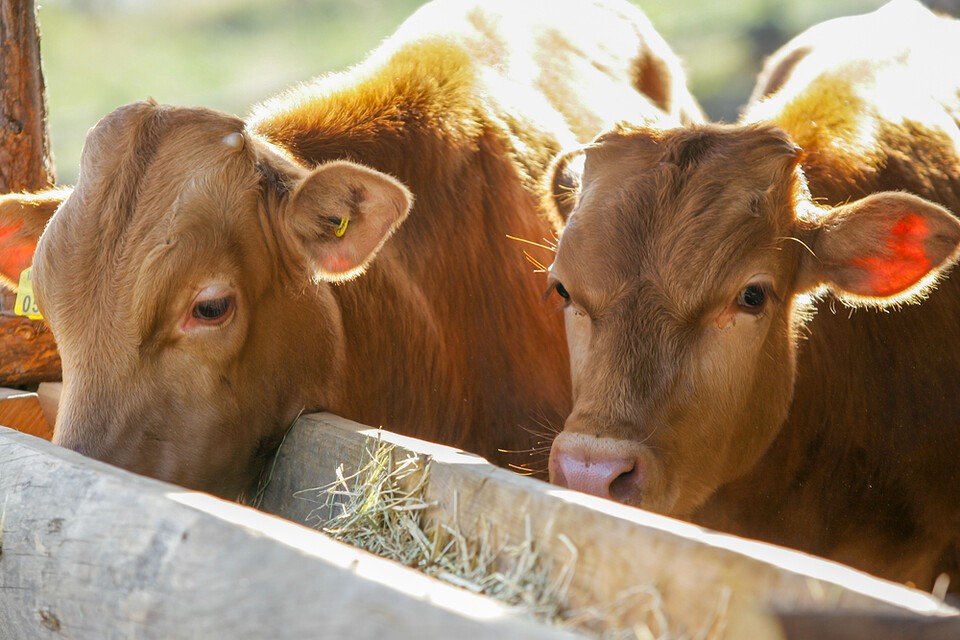 고체 연료화와 더불어 가축분뇨를 활용한 바이오가스 생산도 주목받는 해법이다.(사진 클립아트코리아)/뉴스펭귄