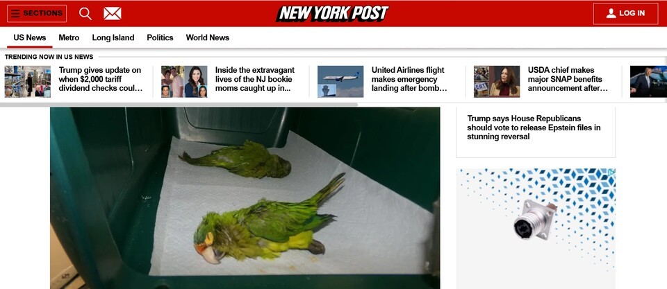 멸종위기 앵무새를 속옷에 숨긴 채 멕시코에서 미국으로 입국하려던 사람이 적발돼 밀수 혐의로 기소됐다. 사진은 해당 소식을 보도한 매체 뉴욕포스트 온라인 페이지. (사진 홈페이지 갈무리. nypost.com)/뉴스펭귄