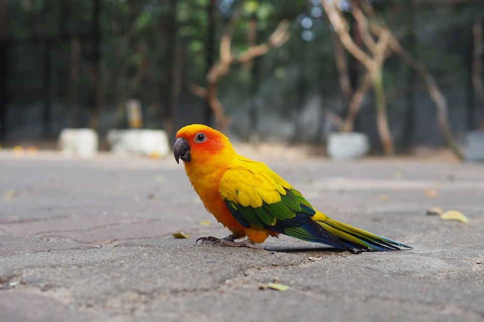속옷 등에 멸종위기 앵무새 등 야생동물을 숨겨 밀수하는 행위는 꾸준히 이어지고 있다. 사진은 독자 이해를 돕기 위한 이미지로 기사 특정 내용과 관걔없음. (사진 pixabay)/뉴스펭귄