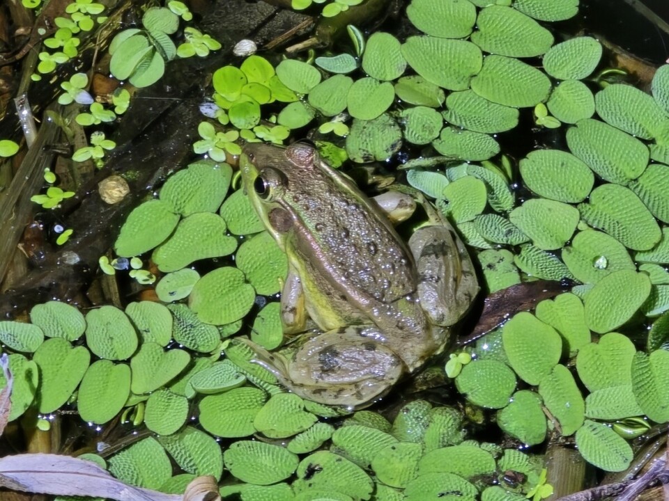 인천 내륙 금개구리 서식지 절반 가까이가 개발로 사라질 위기에 놓여 대책 마련이 필요하다는 주장이 나왔다. (사진 인천녹색연합)/뉴스펭귕