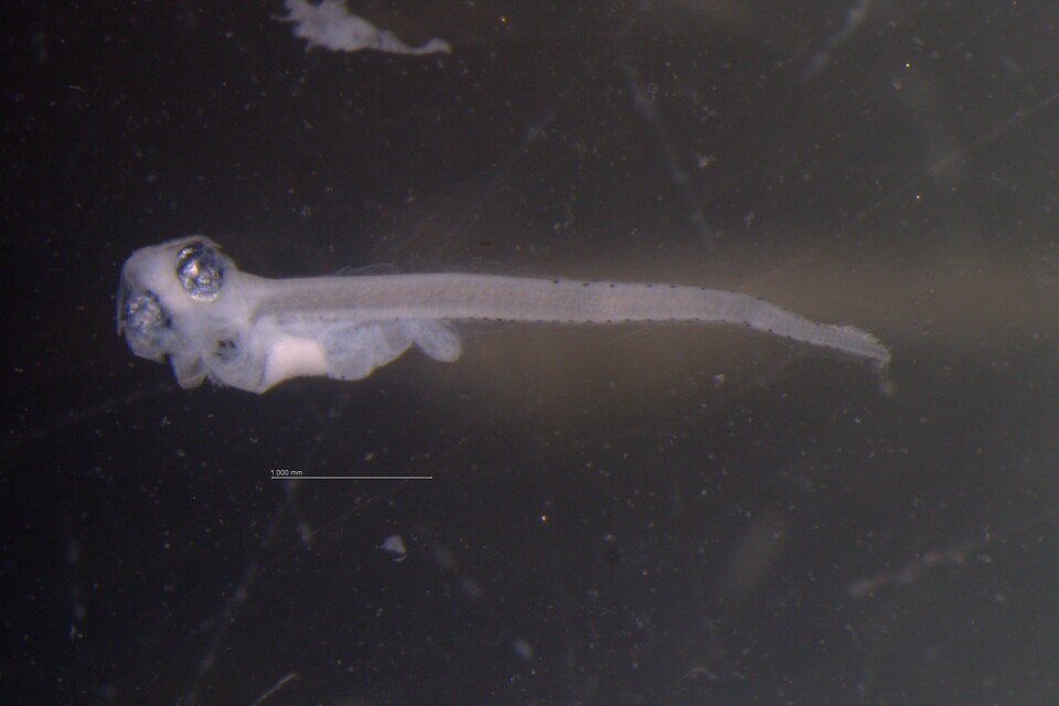 국립수산과학원이 올해 우리나라 배타적경제수역에서 국내서 미기록된 물고기 알과 어린 물고기 7종을 새로 확인했다. 사진은 그물메기속. (사진 국립수산과학원)/뉴스펭귄