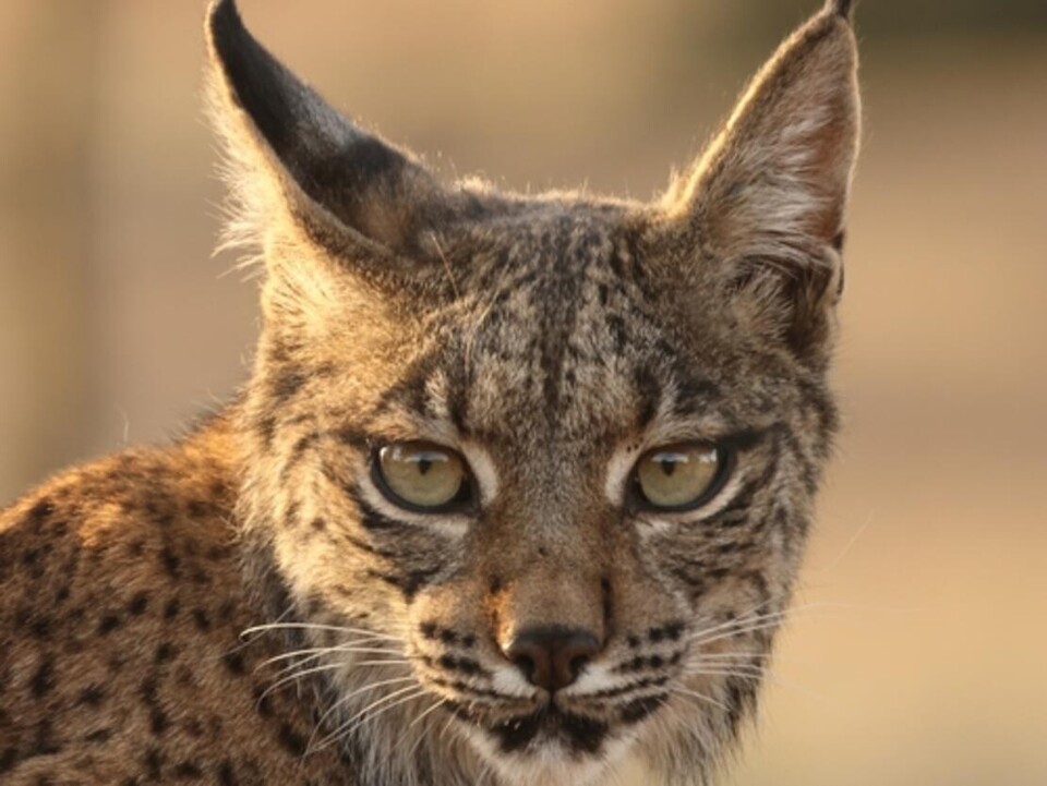 (사진 Photo: CoDe83 / iNaturalist CC BY-NC, IUCN)/뉴스펭귄