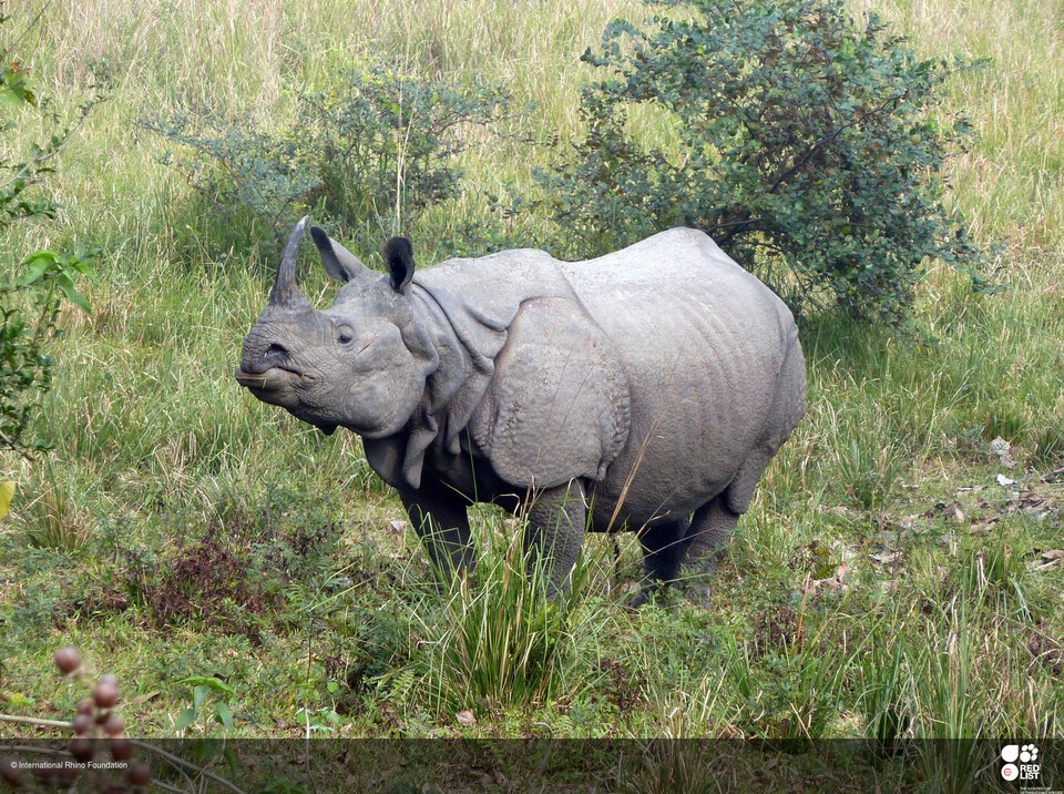(사진 IUCN Redlist)/뉴스펭귄
