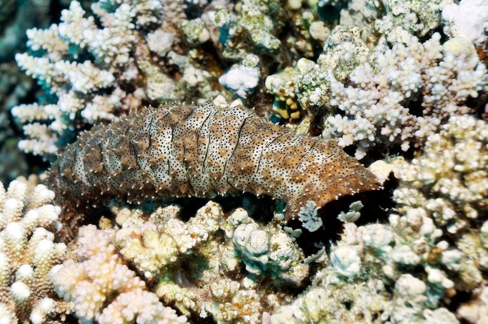 해삼은 유기물 분해와 해저 퇴적물 정화 등 해양 생태계 건강성 유지에 중요한 역할을 하는 종이다.사진은 독자 이해를 돕기 위한 이미지로 기사 특정 내용과 관계없음. (사진 클립아트코리아)/뉴스펭귄