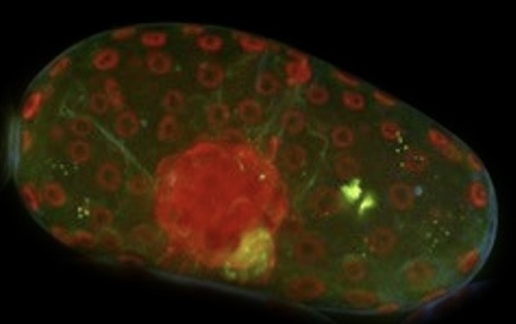 비에너티아 엽록체. (사진 농촌진흥청 국립농업과학원)/뉴스펭귄