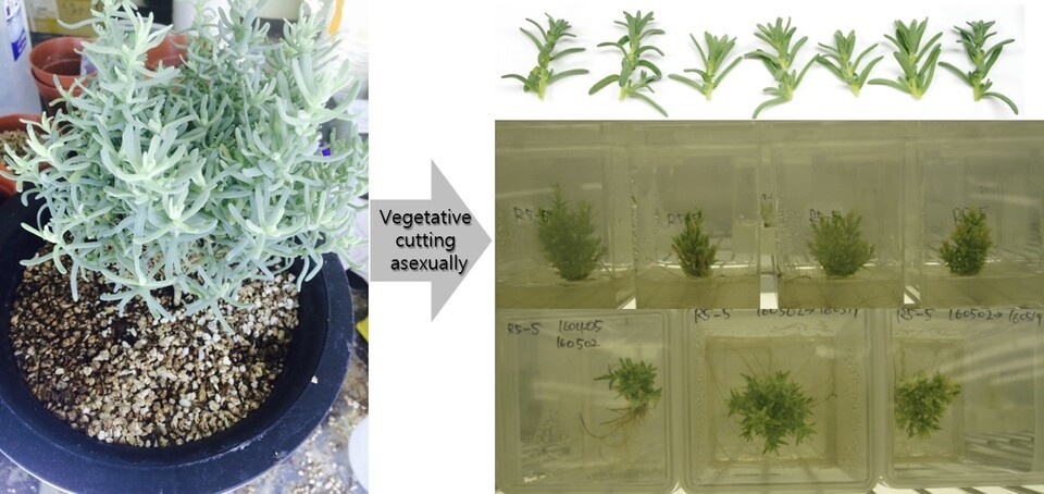 사막 지역에서도 생육하는 식물 비에너티아. (사진 농촌진흥청 국립농업과학원)/뉴스펭귄