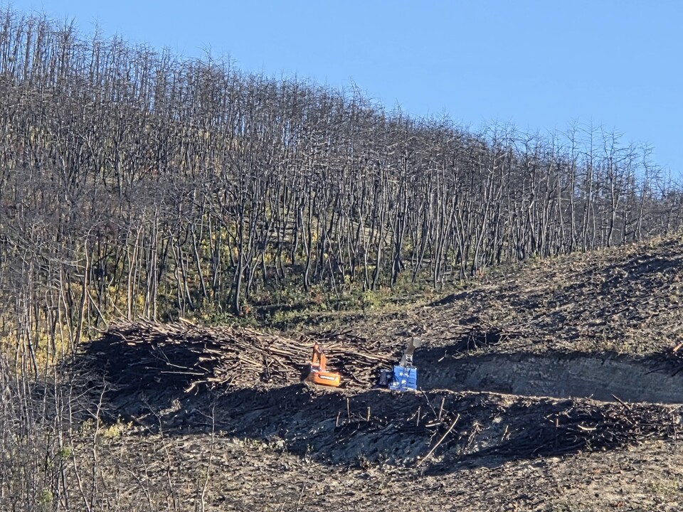 벌목 현장. (사진 그린피스 제공)/뉴스펭귄