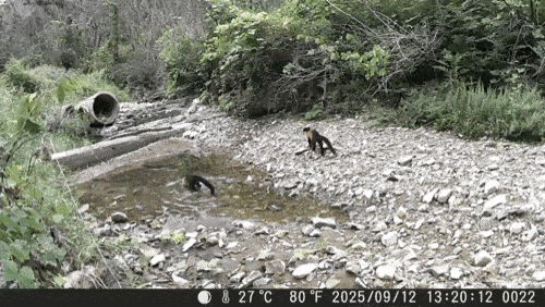 고운사 사찰림 저수지에서 확인된 담비. (영상 그린피스 제공)/뉴스펭귄