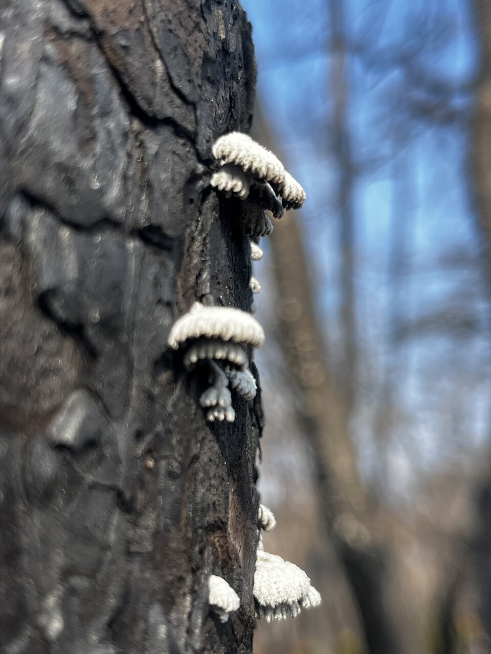 소나무 줄기에 자란 치마버섯. 활엽수가 번성할 수 있는 환경을 만든다. (사진 서울환경연합 최진우 전문위원 제공)/뉴스펭귄