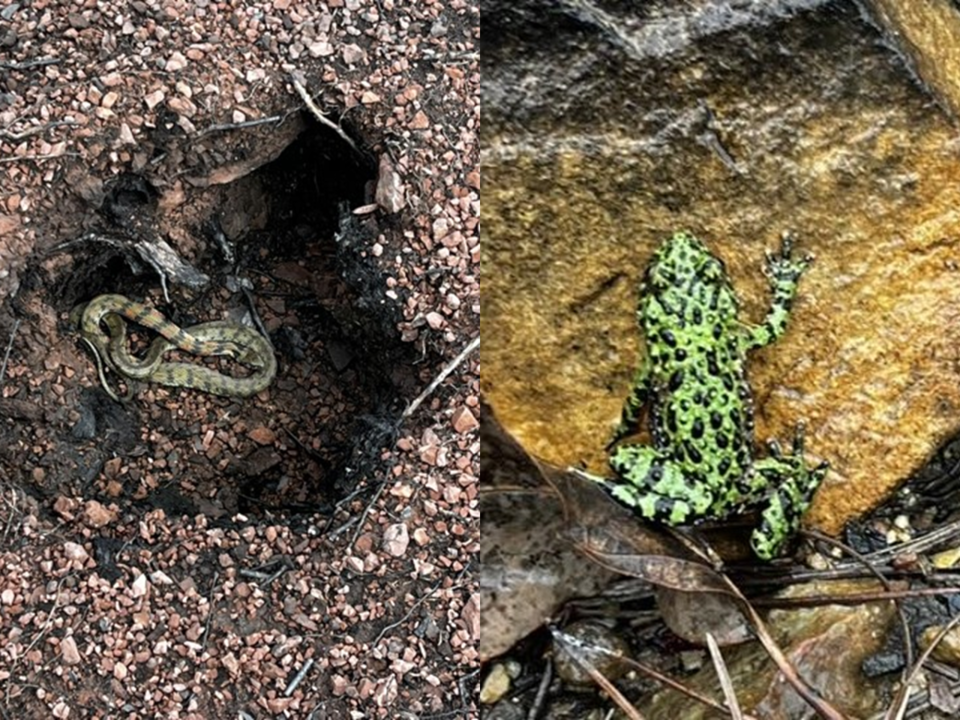 소나무가 죽은 자리에서 발견된 유혈목이와 무당개구리. (사진 서울환경연합 최진우 전문위원 제공)/뉴스펭귄