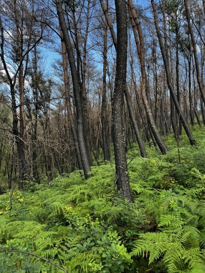 죽은 소나무 주변으로 핀 고사리. (사진 서울환경연합 최진우 전문위원 제공)/뉴스펭귄
