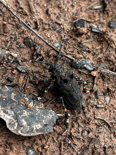 털두꺼비하늘소. (사진 서울환경연합 최진우 전문위원 제공)/뉴스펭귄
