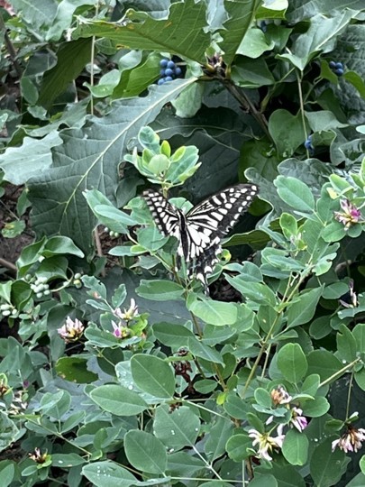 산호랑나비. (사진 서울환경연합 최진우 전문위원 제공)/뉴스펭귄