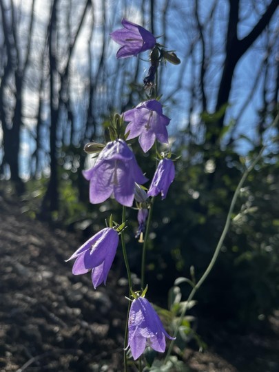 잔대. (사진 서울환경연합 최진우 전문위원 제공)/뉴스펭귄