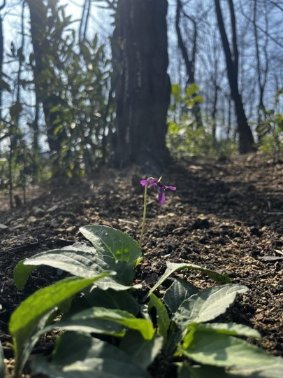 제비꽃. (사진 서울환경연합 최진우 전문위원 제공)/뉴스펭귄