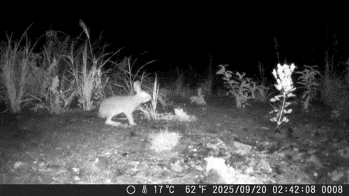 멧토끼. (영상 그린피스 제공)/뉴스펭귄